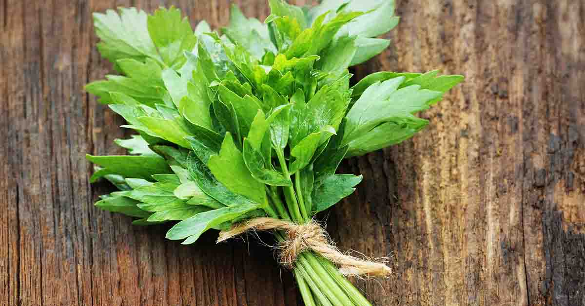 Leuștean ( Levisticum officinale ) descriere, utilizare si proprietati