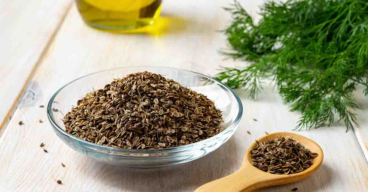 Mărar ( Anethum graveolens ) descriere, utilizare si proprietati