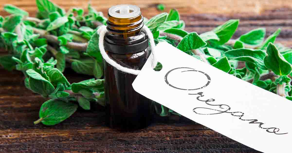 Oregano ( Origanum vulgare ) descriere, utilizare si proprietati