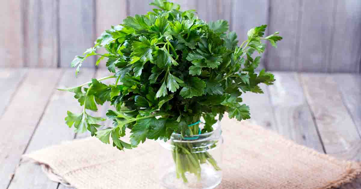 Patrunjel ( Petroselinum crispum ) descriere, utilizare si proprietati