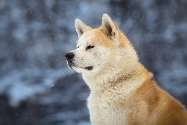 Fashion rasa de caini akita inu