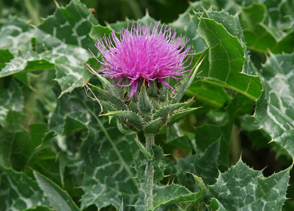 ceaiul de armurariu sau ciulinul de lapte