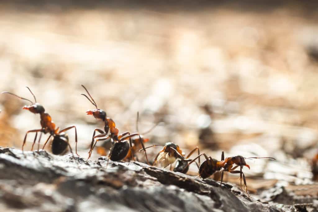 combaterea furnicilor cu praf de copt