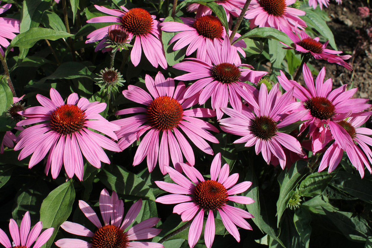 echinaceea in tratarea herpesului