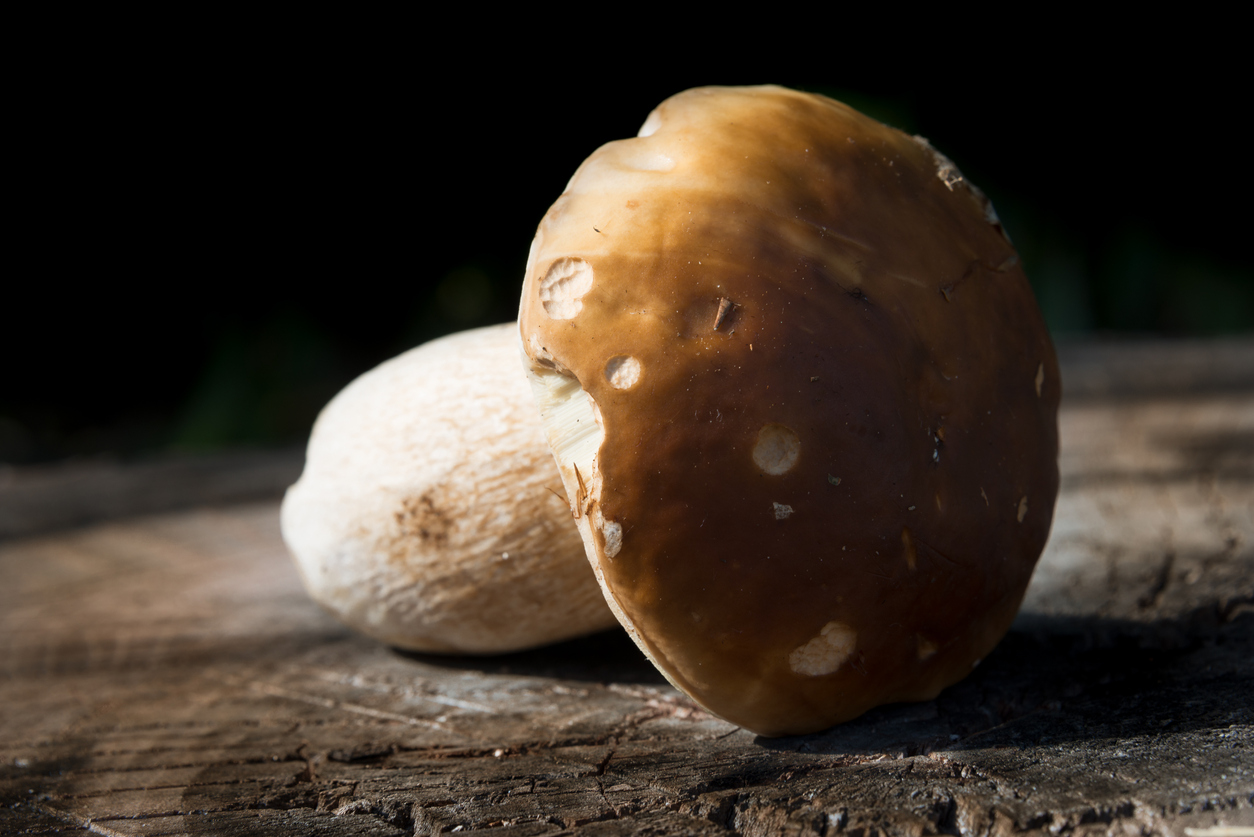 o ciuperca porcinii culcata,