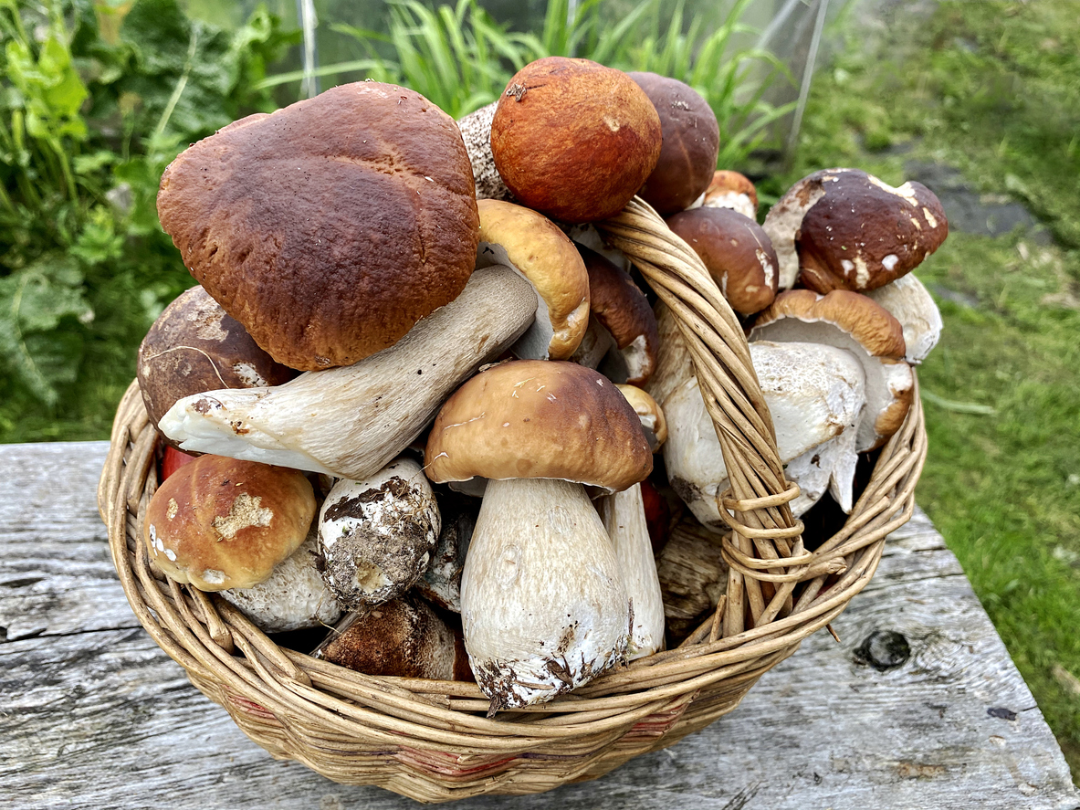 Porcini și ciuperci boletus într-un coș de răchită