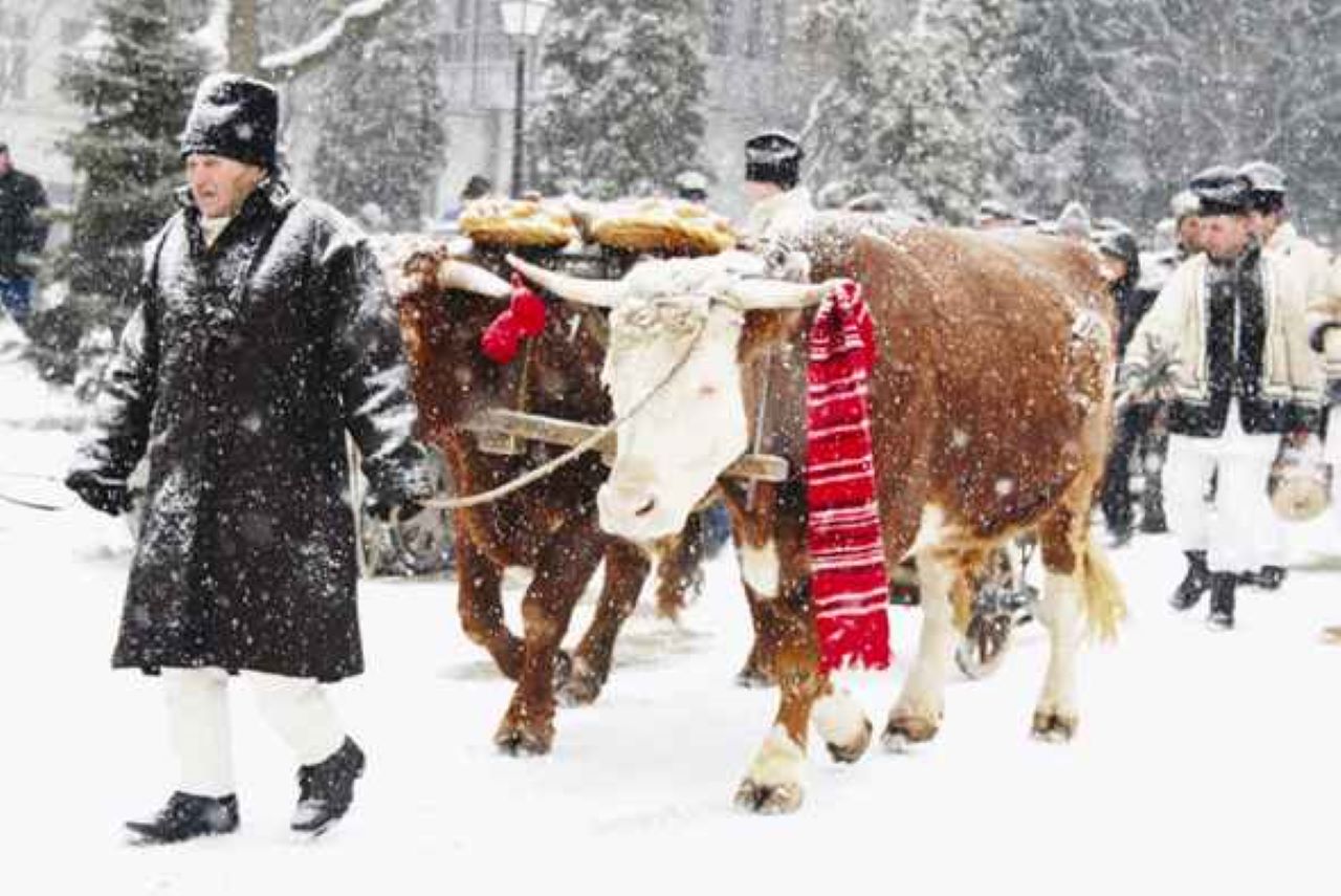 oameni cu vite care merg cu plugusorul in transilvania