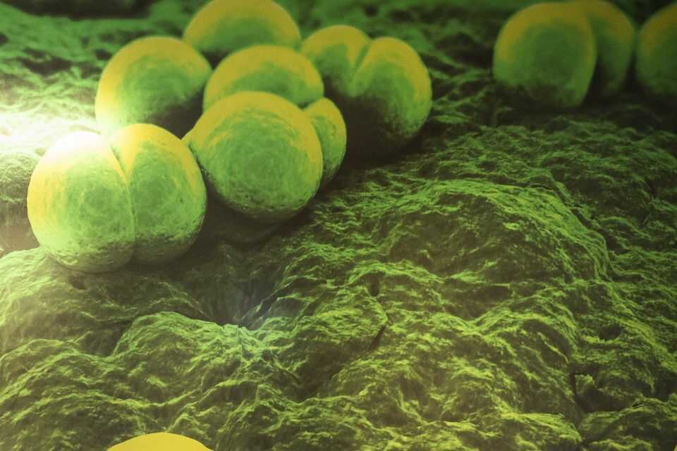 repezentarea 3 d a streptococului