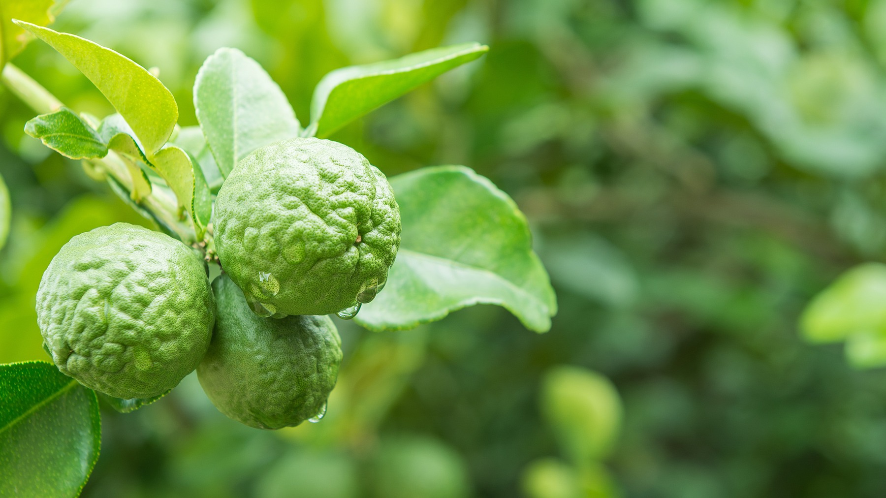 Planta si fructul de bergamota