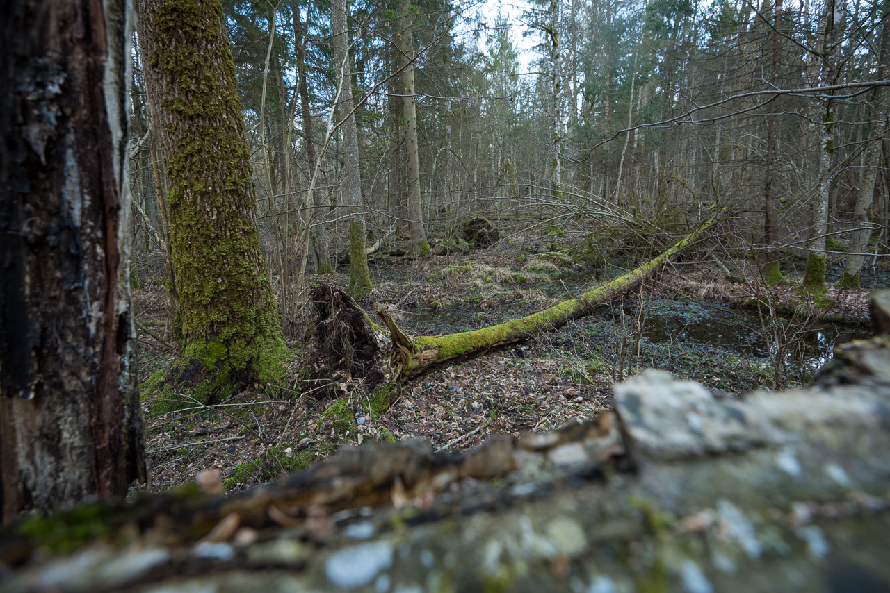 rezervatia-forestiera-bialowieza-polonia primavara
