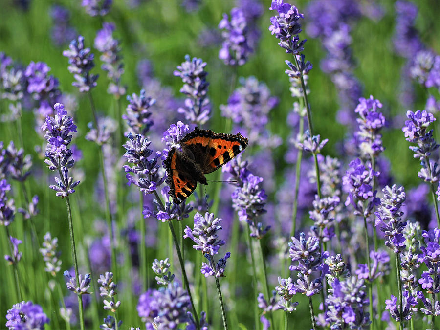 un fluture portocaliu printre plante de lavanda