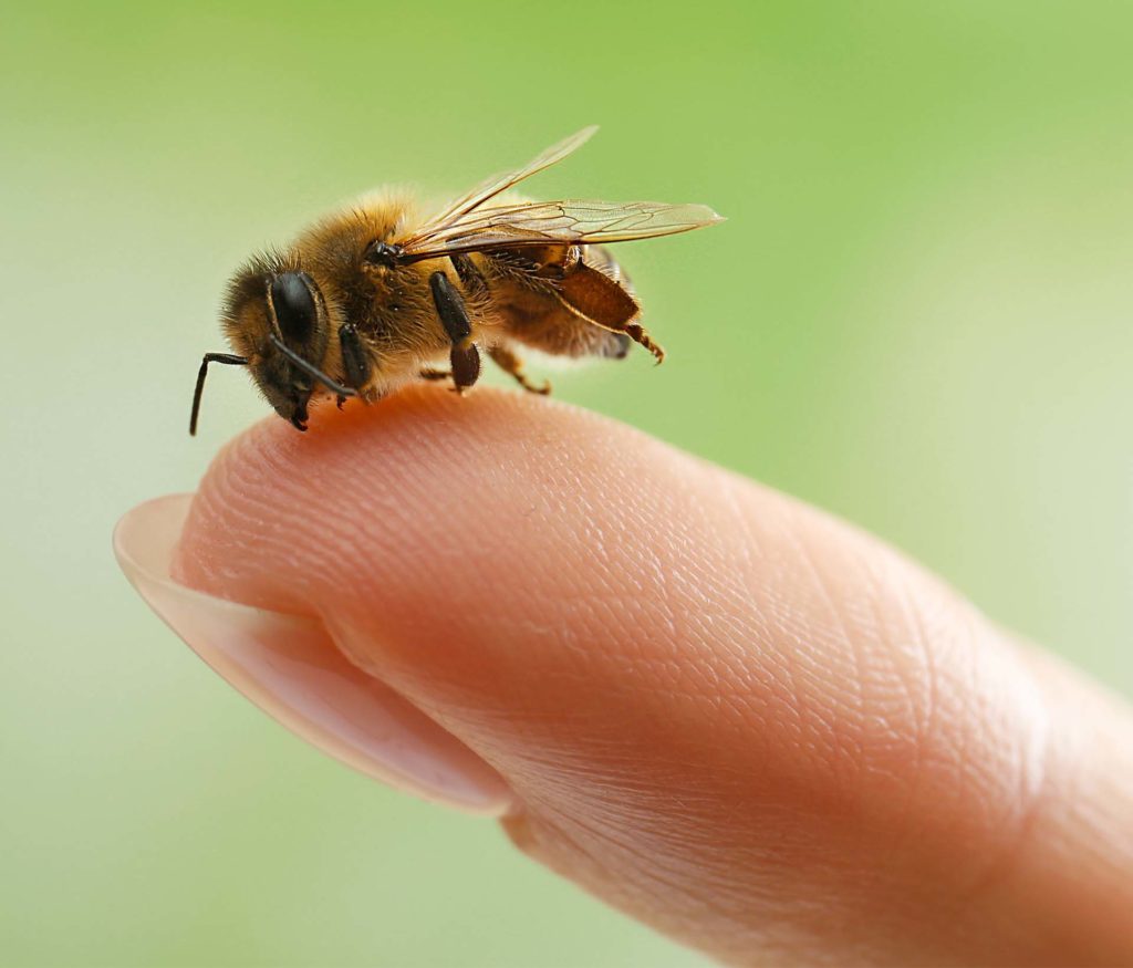 laptele-praf-hrana-pentru-albine