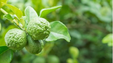 Planta si fructul de bergamota