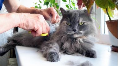 sfaturi indepartarea parului de animale