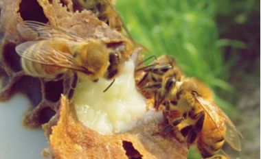 Albinele si laptisorul de matcai