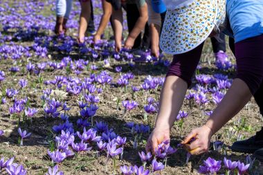 planta de sofran istorie si traditie