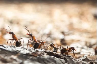 combaterea furnicilor cu praf de copt