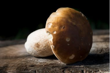 o ciuperca porcinii culcata,