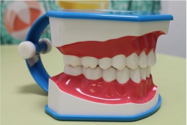 un mulaj care arata pozita corecta a dintilor pe arcada dentara