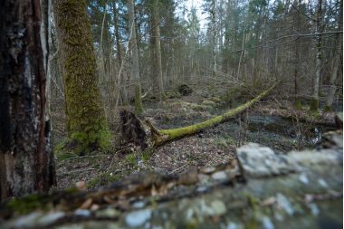 rezervatia-forestiera-bialowieza-polonia primavara