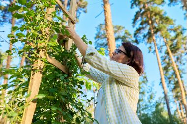 Totul Despre Plantele Cataratoare