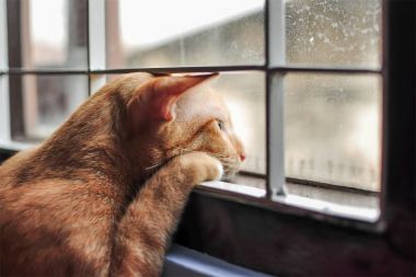 Cate Zile Putem Lasa Pisica Singura Acasa