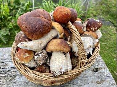 Porcini și ciuperci boletus într-un coș de răchită