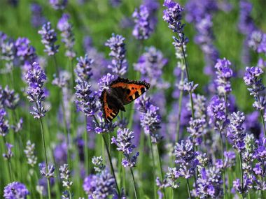 un fluture portocaliu printre plante de lavanda